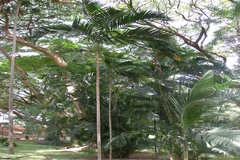 Ptychosperma elegans